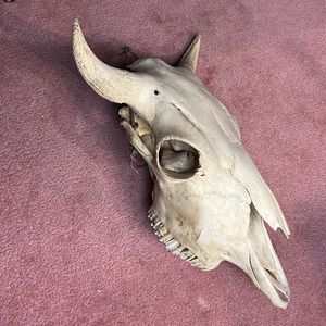 Buffalo skull